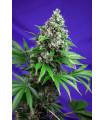 Killer Kush F1 Fast Version