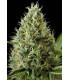 S.A.D. F1 Fast Version (Sweet Seeds)
