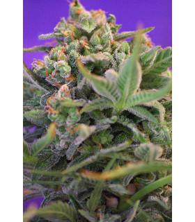 Sweet Cheese (Sweet Seeds)