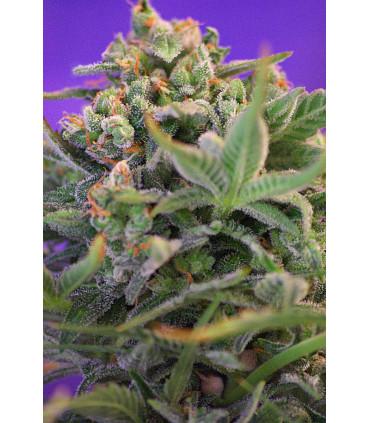 Sweet Cheese (Sweet Seeds)