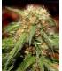 Sweet Thai (Sweet Seeds)