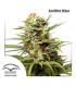 AutoWhite Widow