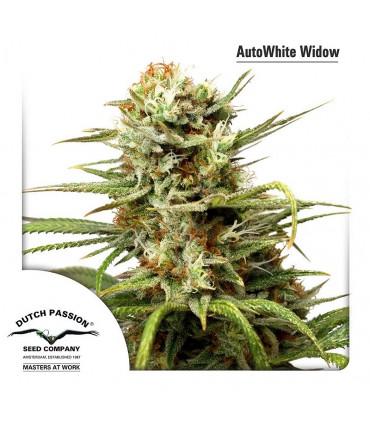 AutoWhite Widow