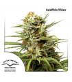 AutoWhite Widow