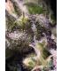 Cream Caramel Auto (Sweet Seeds)
