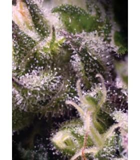 Cream Caramel Auto (Sweet Seeds)