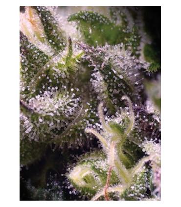Cream Caramel Auto (Sweet Seeds)