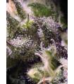 Cream Caramel Auto