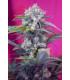 Cream Mandarine Auto (Sweet Seeds)