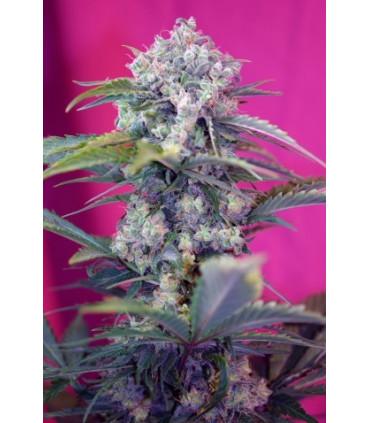 Cream Mandarine Auto (Sweet Seeds)