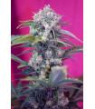 Cream Mandarine Auto