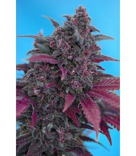 Dark Devil (Sweet Seeds)