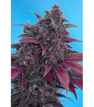 Dark Devil (Sweet Seeds)