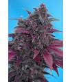 Dark Devil Auto