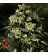 Jack Herer (Greenhouse Seeds)