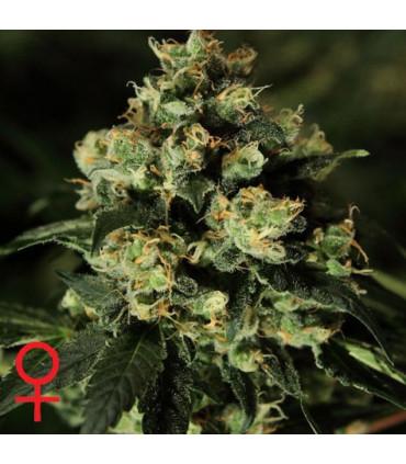 Jack Herer (Greenhouse Seeds)