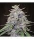 Bangi Haze (ACE Seeds)