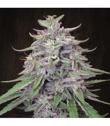 Bangi Haze (ACE Seeds)