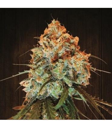 Golden Tiger (ACE Seeds)