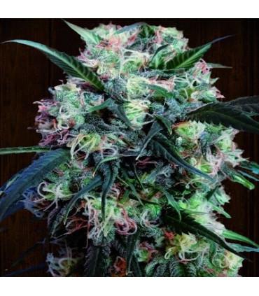 Kali China (ACE Seeds)