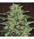 Malawi (ACE Seeds)
