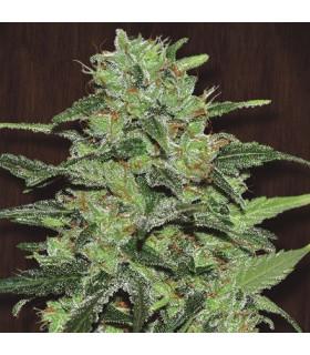 Malawi (ACE Seeds)