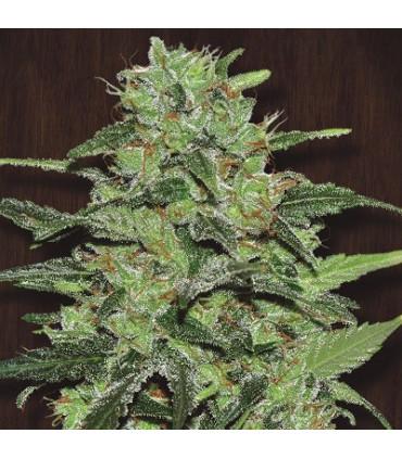 Malawi (ACE Seeds)