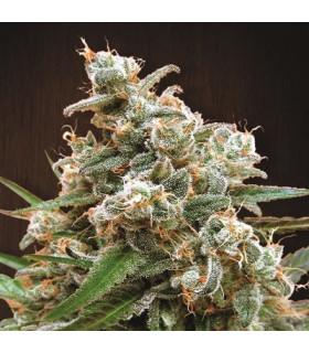 Nepal Jam (ACE Seeds)