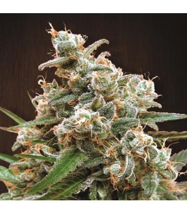 Nepal Jam (ACE Seeds)