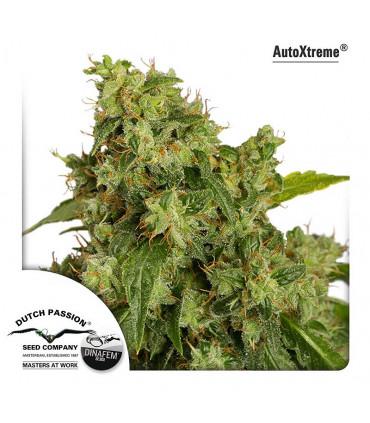AutoXtreme