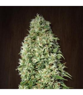 Orient Express (Ace seeds)