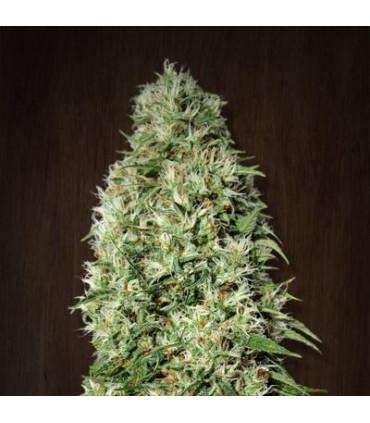 Orient Express (Ace seeds)