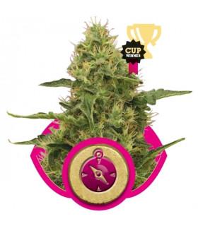 Northern Lights (RQS)