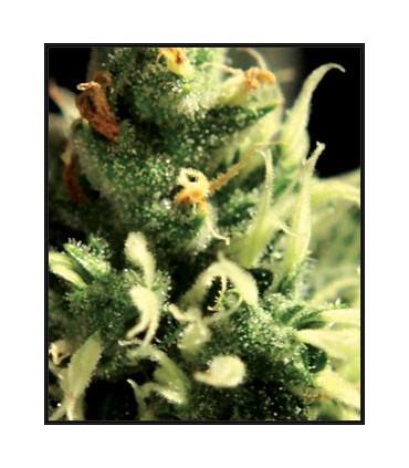 Lemon Skunk (Greenhouse Seeds)