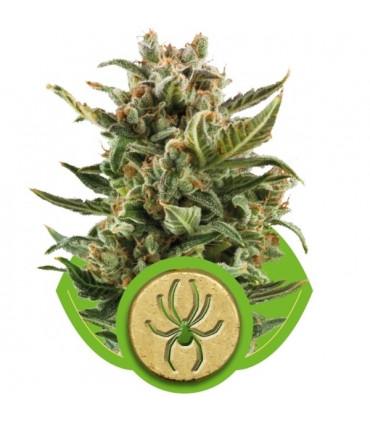 White Widow Automatic (Royal Queen Seeds)