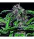 Ayahuasca Purple (Barney's Farm)