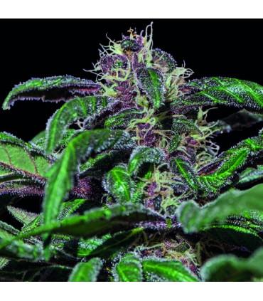 Ayahuasca Purple (Barney's Farm)