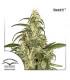 Skunk 11