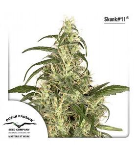 Skunk 11