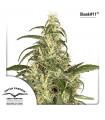 Skunk 11