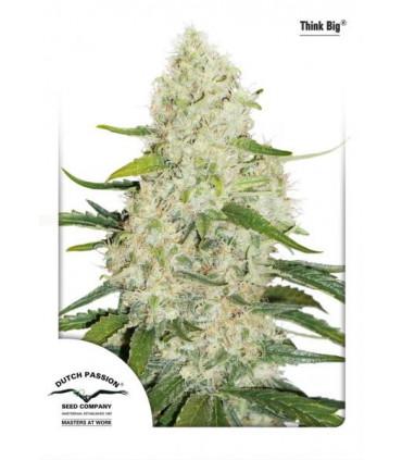 Think Big (Dutch Passion)