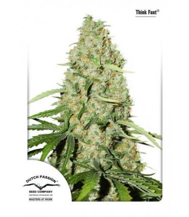 Think Fast (Dutch Passion)