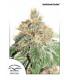 AutoColodo Cookies (Dutch Passion)