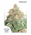 AutoColorado Cookies