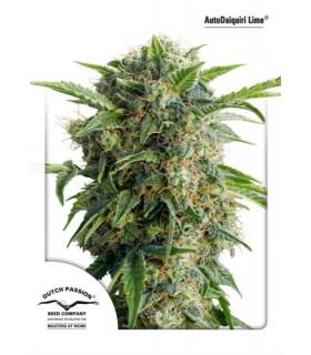 AutoDaiquiri Lime (Dutch Passion)