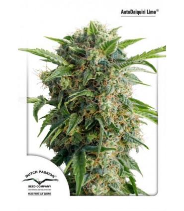 AutoDaiquiri Lime (Dutch Passion)