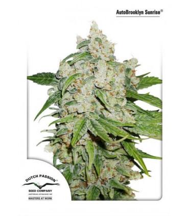 AutoBrooklyn Sunrise (Dutch Passion)