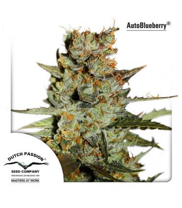 AutoBlueberry