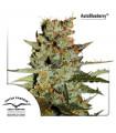 AutoBlueberry