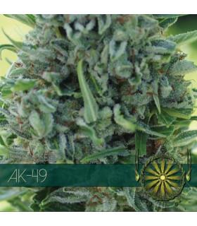 AK-49 (Vision Seeds)